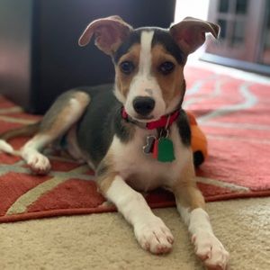 Meet your Posher, Morgan